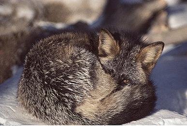 《生化危机9》为何隔了这么久？传闻称将是一次大改造