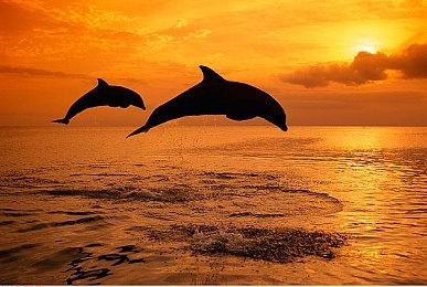 里昂之前的配音不会回归《生化危机4：重制版》